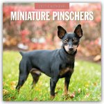 Miniature Pinschers - Zwergpinscher - Rehpinscher 2027 - 16-Monatskalender
