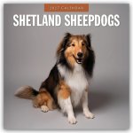 Shetland Sheepdogs - Sheltie 2027 - 16-Monatskalender