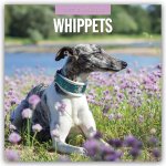 Whippets - Whippet 2027 - 16-Monatskalender