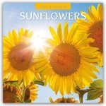 Sunflowers - Sonnenblumen 2027 - 16-Monatskalender