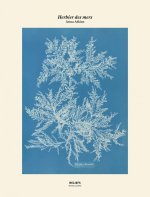 Tirage - Herbier des mers