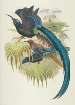 Carnet - Oiseaux de Nouvelle-Guinée