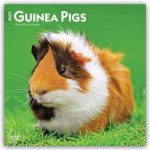 Guinea Pigs - Meerschweinschen 2027 - 16-Monatskalender