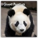 Giant Pandas - Großer Panda - Pandabären 2027 - 16-Monatskalender