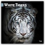White Tigers - Weiße Tiger 2027 - 16-Monatskalender