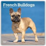 French Bulldogs - Französische Bulldogge 2027 - 16-Monatskalender