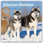 Siberian Huskies - Siberian Husky 2027 - 16-Monatskalender