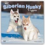 Siberian Husky Puppies - Siberian Husky Welpen 2027 - 16-Monatskalender