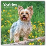 Yorkshire Terriers - Yorkshire Terrier - Yorkies 2027 - 16-Monatskalender