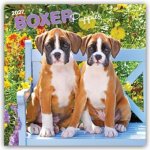 Boxer Puppies - Boxer Welpen 2027 - 16-Monatskalender