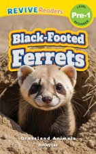 Black-Footed Ferrets