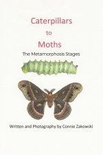 Caterpillars to Moths