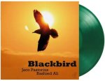 Blackbird