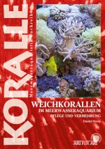Weichkorallen im Meerwasseraquarium
