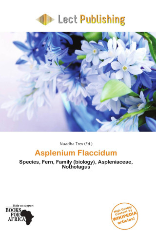 Asplenium Flaccidum