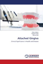 Attached Gingiva