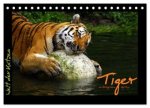 Welt der Katzen - Tiger (Tischkalender 2027 DIN A5 quer), CALVENDO Monatskalender