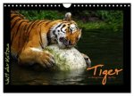 Welt der Katzen - Tiger (Wandkalender 2027 DIN A4 quer), CALVENDO Monatskalender