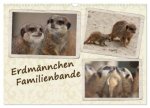 Erdmännchen Familienbande (Wandkalender 2027 DIN A3 quer), CALVENDO Monatskalender
