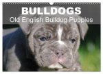 Bulldogs - Old English Bulldog Puppies (Wall Calendar 2027 DIN A3 landscape), CALVENDO 12 Month Wall Calendar
