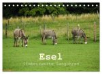 Esel - liebenswerte Langohren (Tischkalender 2027 DIN A5 quer), CALVENDO Monatskalender