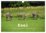 Esel - liebenswerte Langohren (Wandkalender 2027 DIN A4 quer), CALVENDO Monatskalender