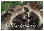 Marderhunde (Wandkalender 2027 DIN A4 quer), CALVENDO Monatskalender