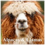 Alpacas & Llamas (Wall Calendar 2027 12 × 12 Inch) CALVENDO 12 Month Wall Calendar