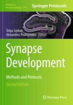 Synapse Development