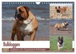Bulldoggen - Englische und Französische Bulldoggen (Wandkalender 2027 DIN A4 quer), CALVENDO Monatskalender