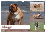 Bulldoggen - Englische und Französische Bulldoggen (Wandkalender 2027 DIN A3 quer), CALVENDO Monatskalender