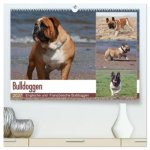 Bulldoggen - Englische und Französische Bulldoggen (hochwertiger Premium Wandkalender 2027 DIN A2 quer), Kunstdruck in Hochglanz