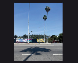 Palm Trees
