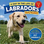 Labradors